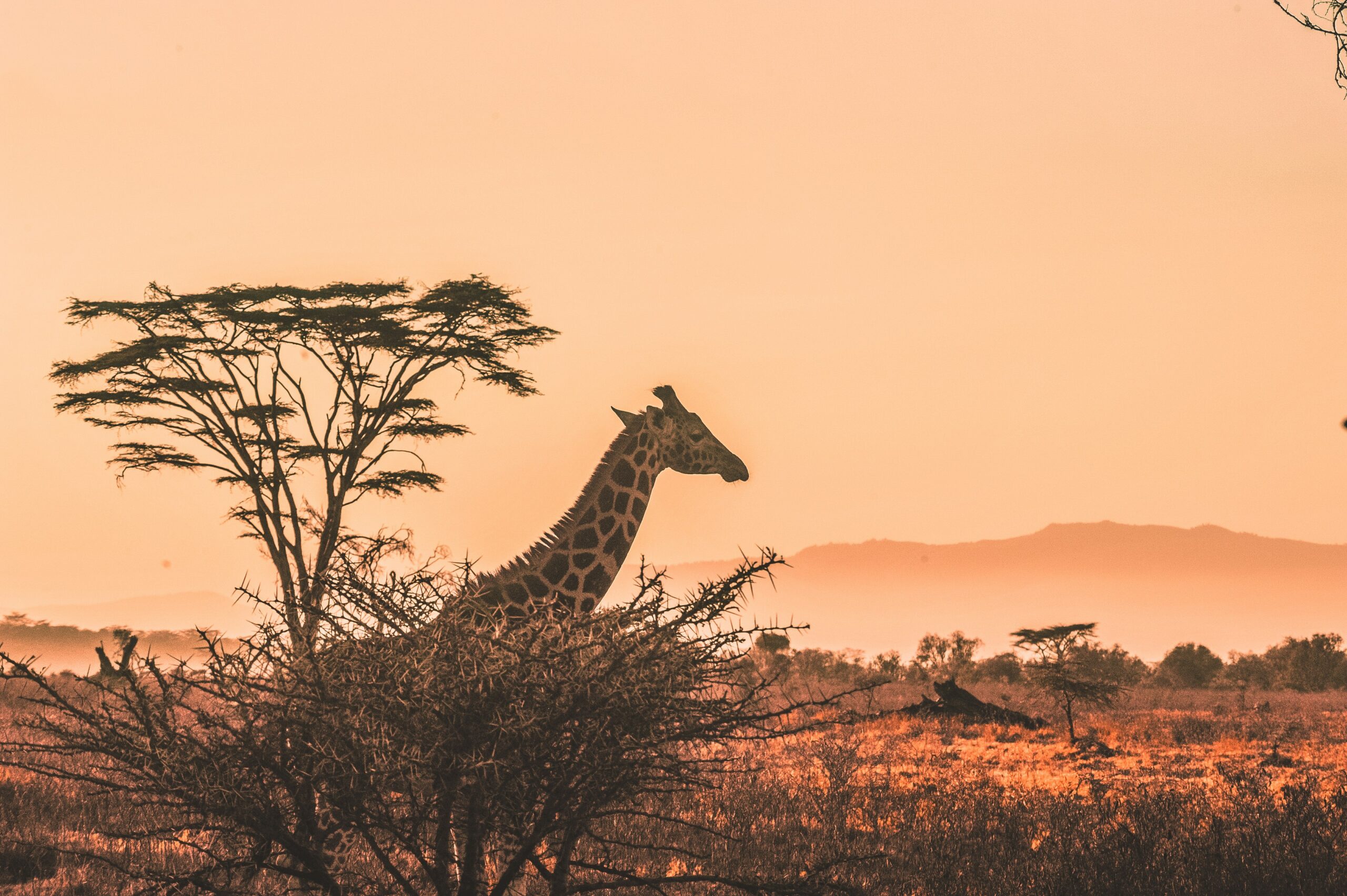 Kenya safari guide: African elephant herd at sunset savannah