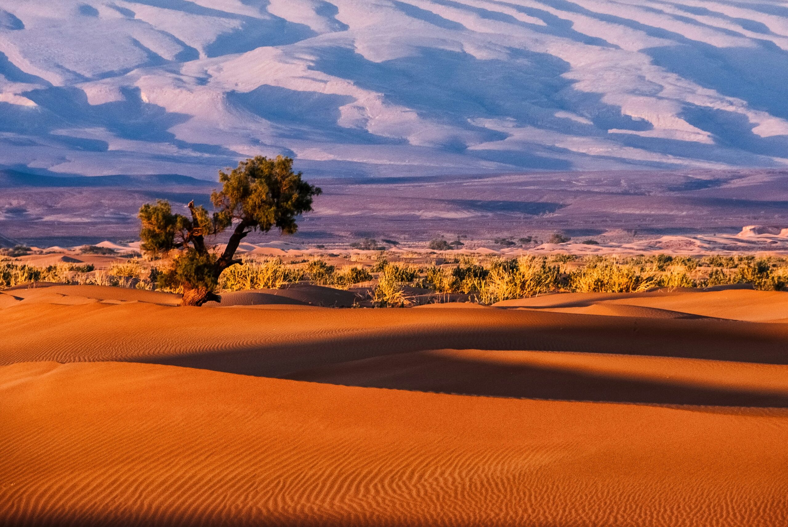 Sahara Desert travel guide: sand dunes golden sunset Morocco Erg Chebbi lone tree