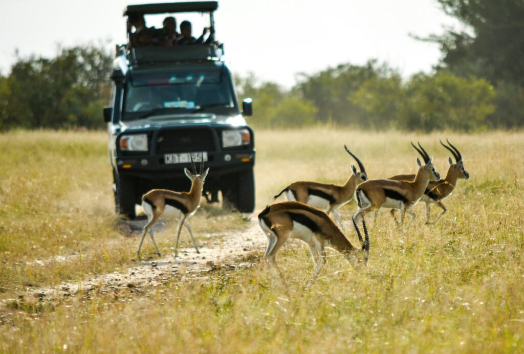 Kenya safari guide