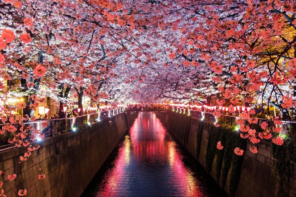Japan Cherry Blossom 2027: Bloom Dates, Best Cities and Planning c 1524413840807